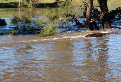 The river is really up