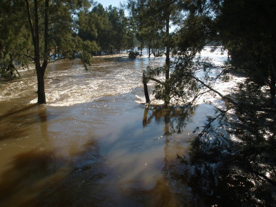 Casuarinas holding back a river  2