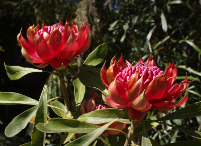 Telopea aspera