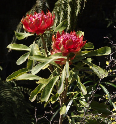Telopea aspera
