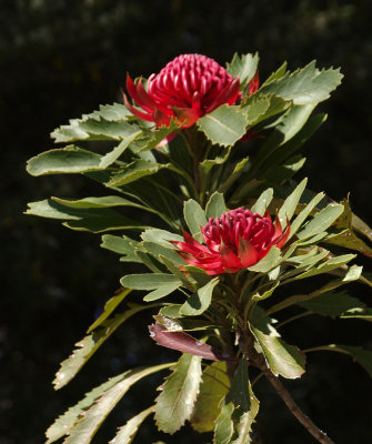 z9247796.jpg