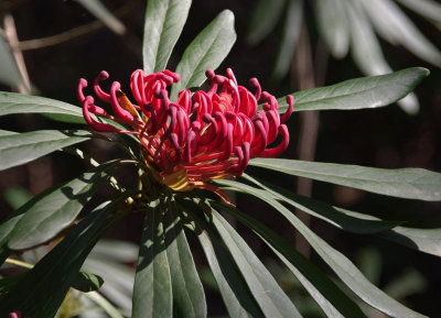 Telopea mongaensis