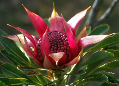 New South Wales Waratah