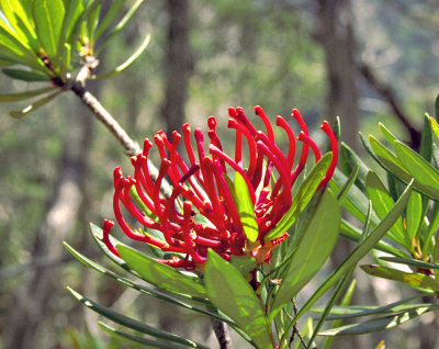 Telopea truncata
