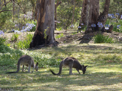 Kangaroos on the camp ground
