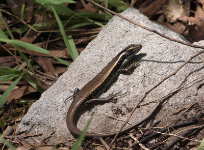 One small skink on  rock