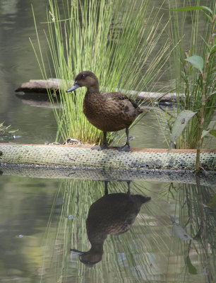 Reflective duck