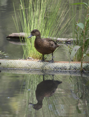 Reflective black duck