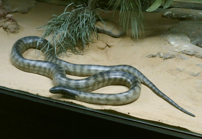 Black-headed python (behind glass)