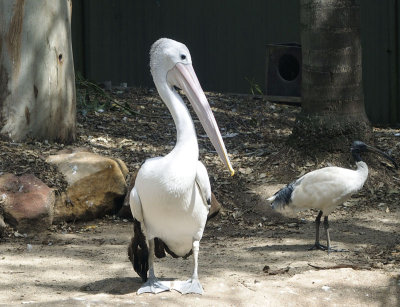 Pelican and ibis