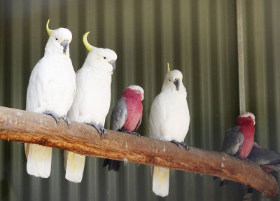 Cockatoos and galahs