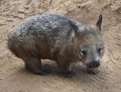 Southern Hairy-nosed wombat