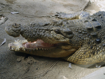 Smiling crocodile