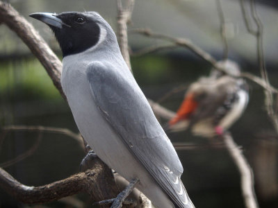 Masked Woodswallow - 2