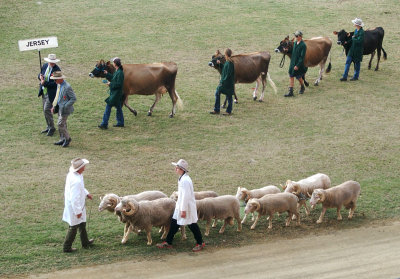 Jerseys led, sheep tethered in close formation