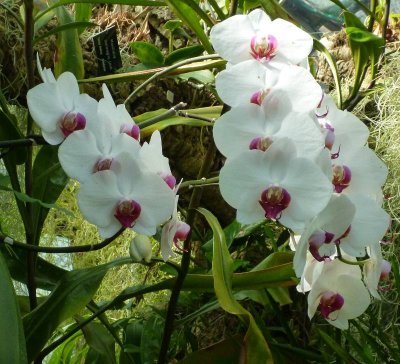 0006: Orchids