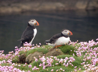 2256: Two north-facing puffins