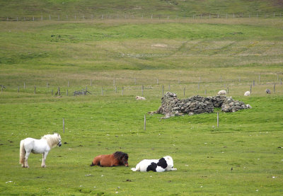 2274: Shetland horses