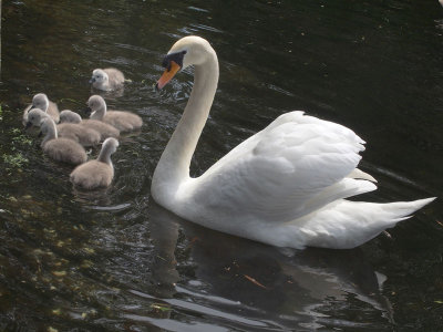 0111: Swan family