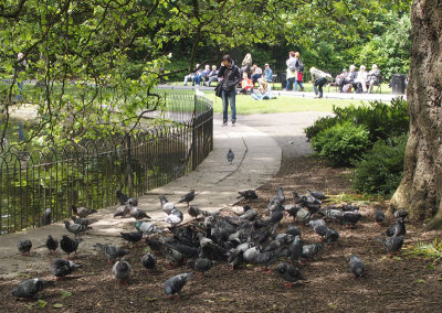 0121: Pigeons in a feeding frenzy