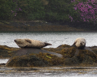 Seals in Glengarriff Harbour