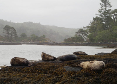 Seals in Glengarriff Harbour