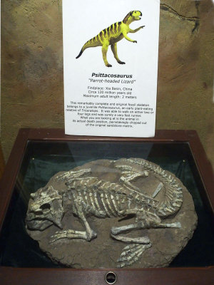 0767: Psittacosaurus