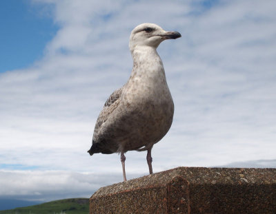 Gull posing