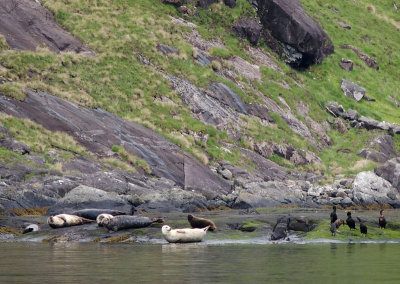 1472: Seals and Cormorants