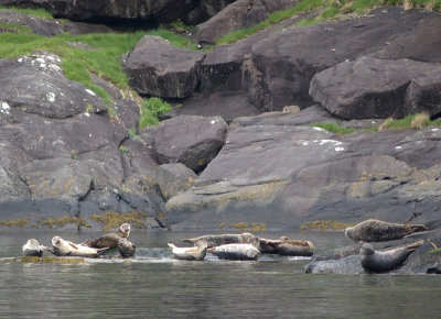 1474: Seals on the rocks