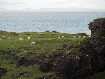 1521: Sheep on the headland