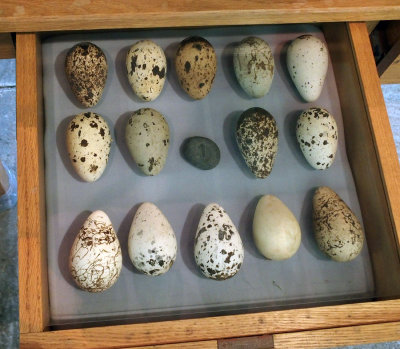 Museum display