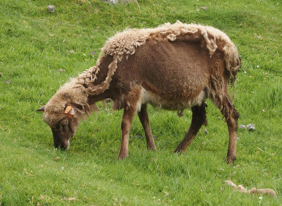 St Kilda sheep