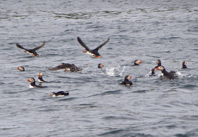 1794: Puffins in the water