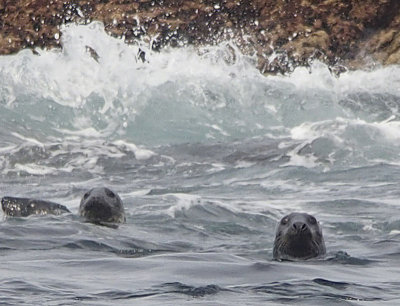 1812: Surfing seals