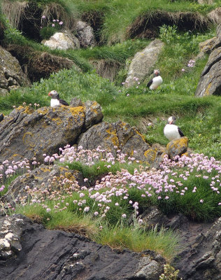 Puffins