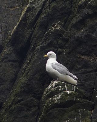 Herring gull