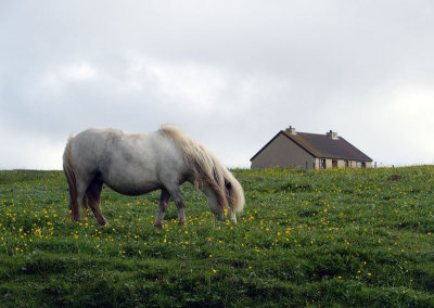 1904: Shetland pony