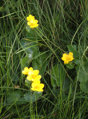 1906: Buttercups, aren't they?