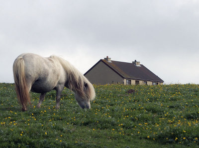 1908: Shetland pony