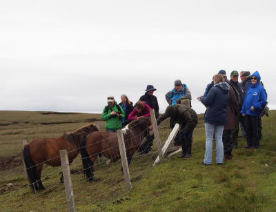 1940: Our group encounters Shetland ponies