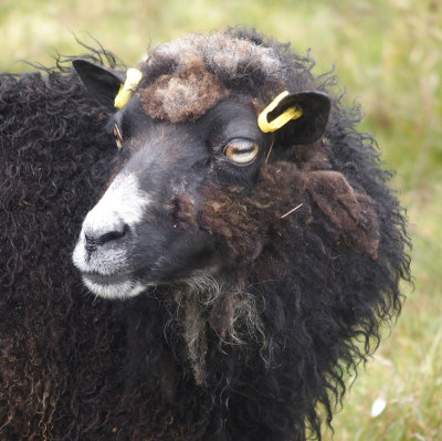 1961: Foula sheep