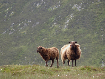 1968: Well-dressed Foula sheep