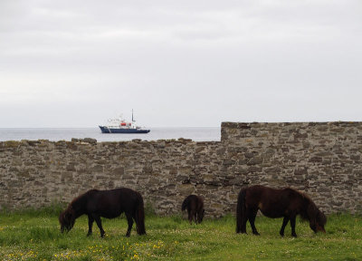 Ponies and Polar Pioneer