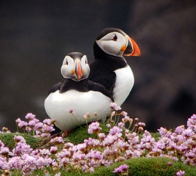2254: Two puffins at right-angles