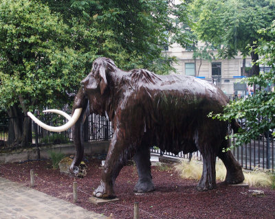 2513: Wet Mammoth