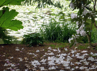 0708: Rhododendron petals