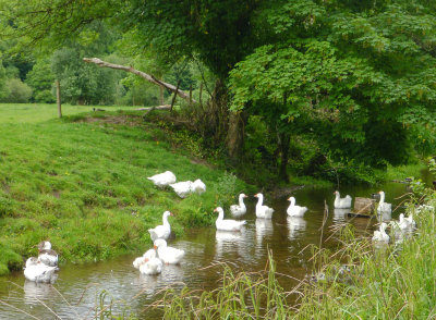 Geese in an old canal