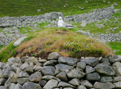 Fulmar on a cleit