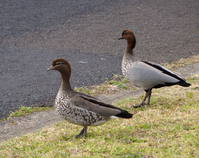 A pair of visiting wood ducks